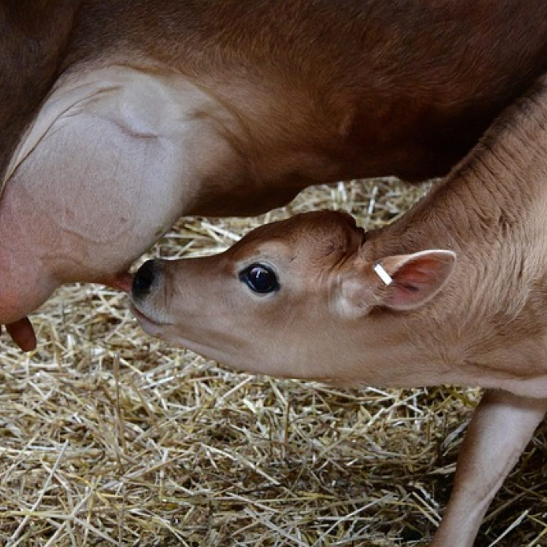 milk feeding